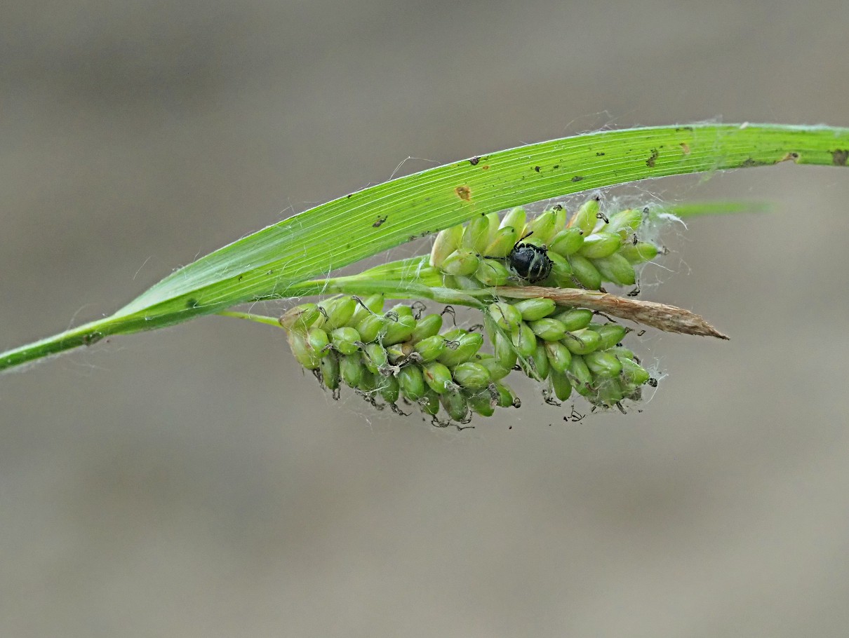 Image of Carex pallescens specimen.