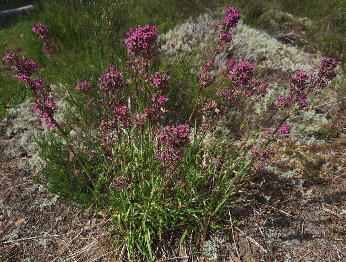 Изображение особи Viscaria vulgaris.