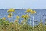 Isatis tinctoria