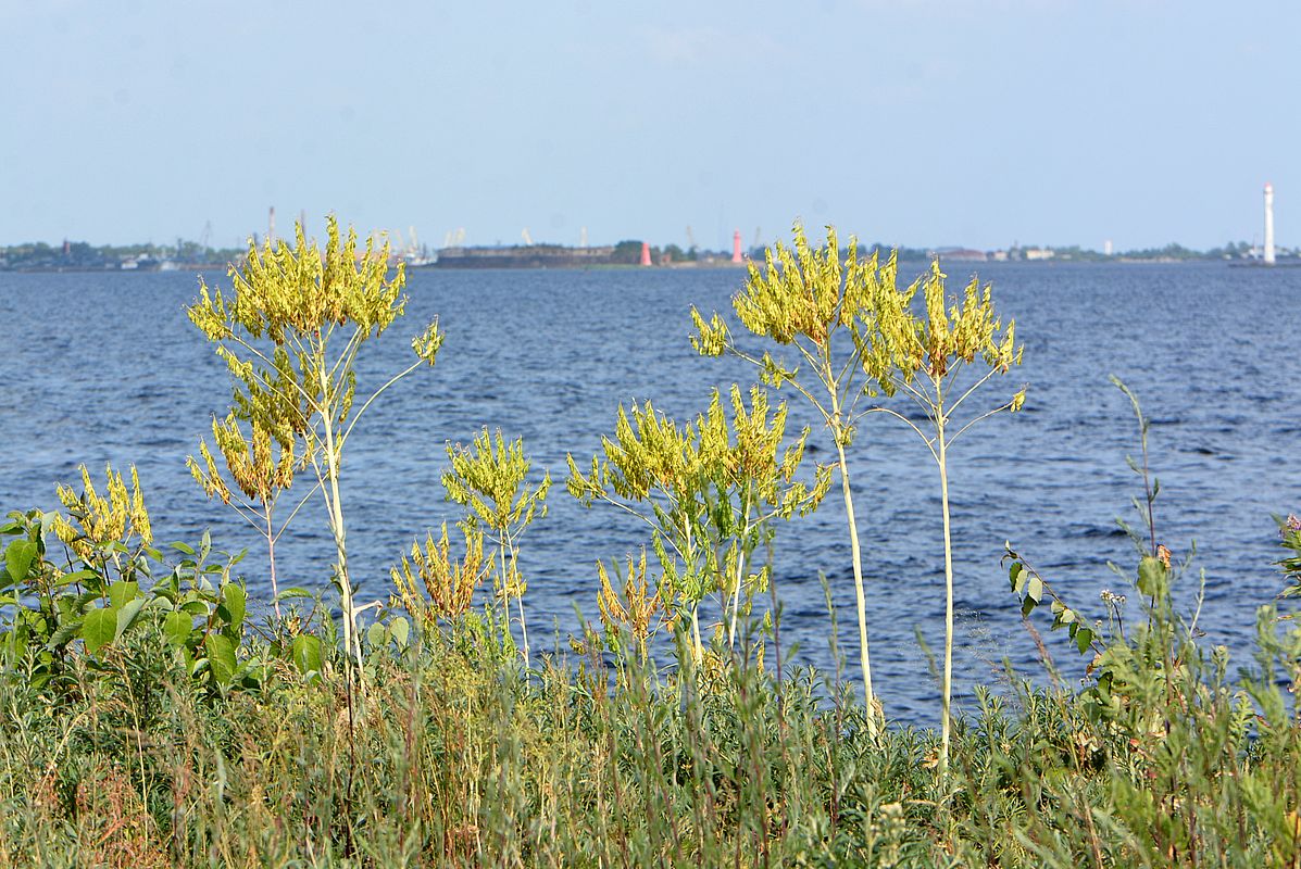 Image of Isatis tinctoria specimen.