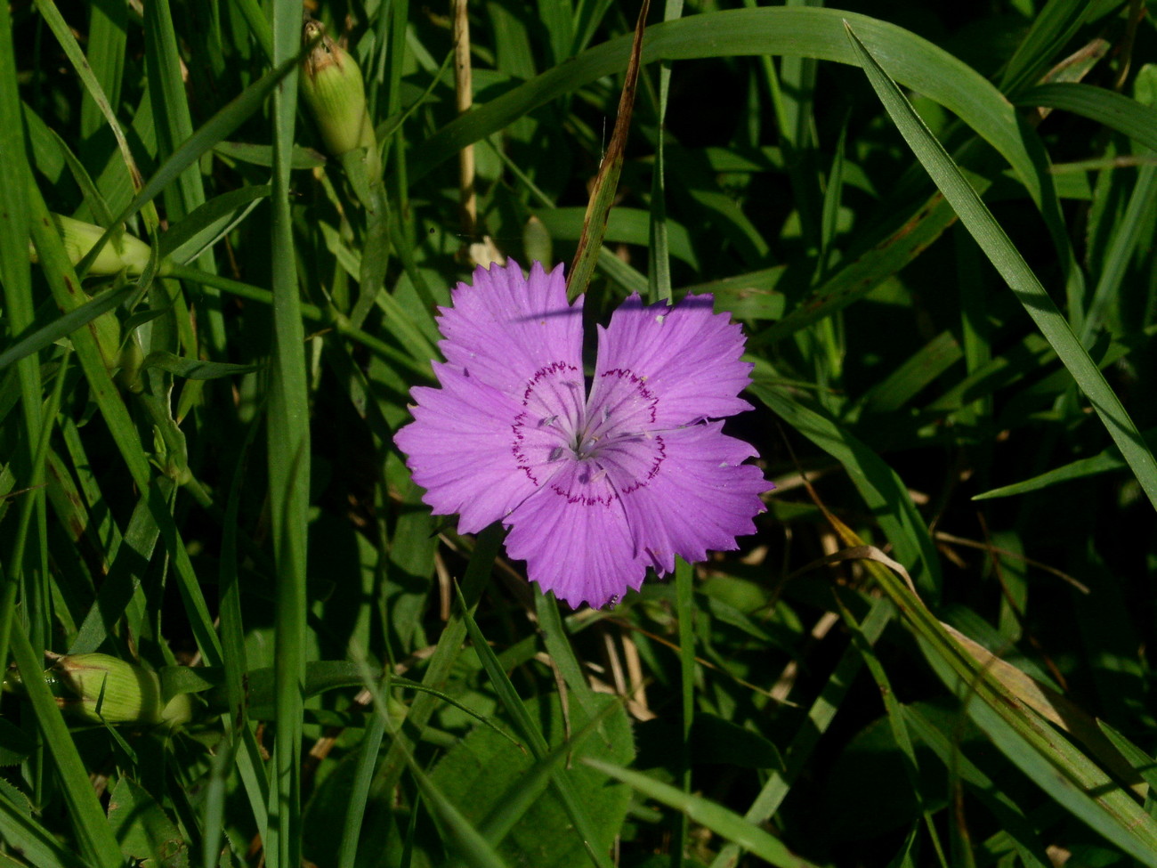 Image of Dianthus chinensis specimen.