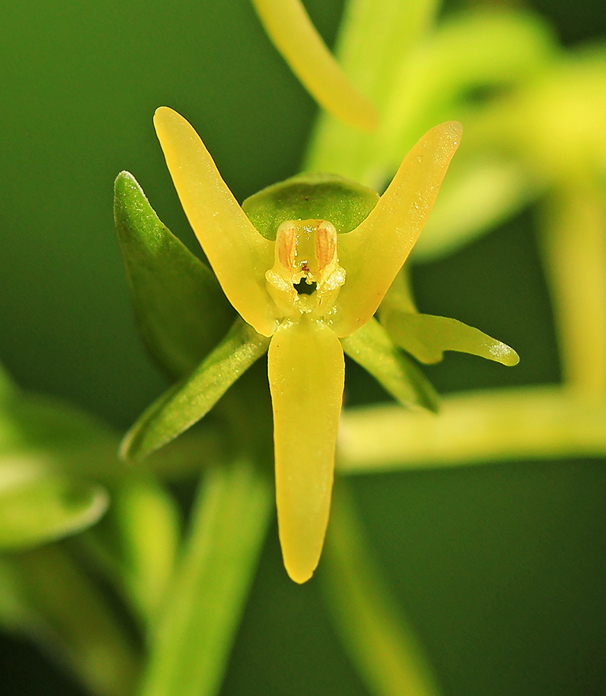 Изображение особи Platanthera tipuloides.