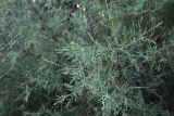 genus Tamarix