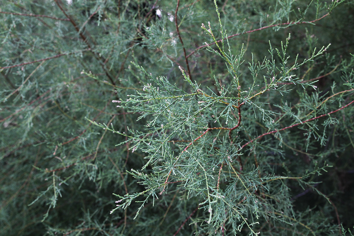 Image of genus Tamarix specimen.