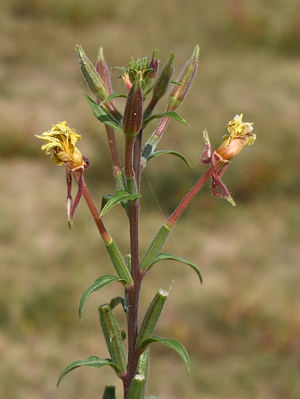 Изображение особи Oenothera coloratissima.