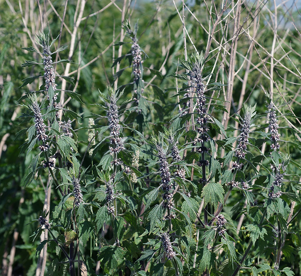 Изображение особи Leonurus quinquelobatus.