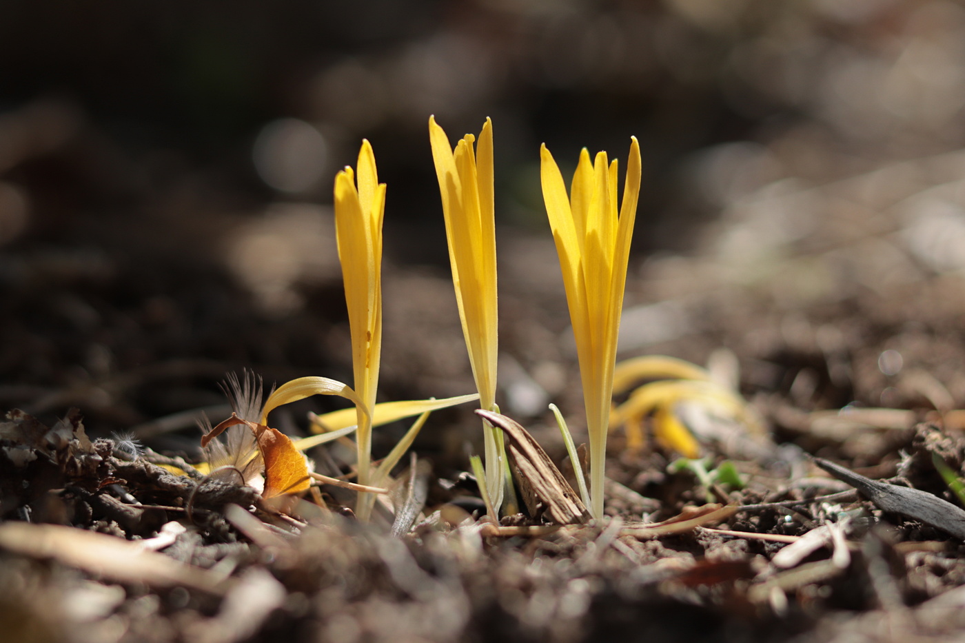 Image of Sternbergia colchiciflora specimen.