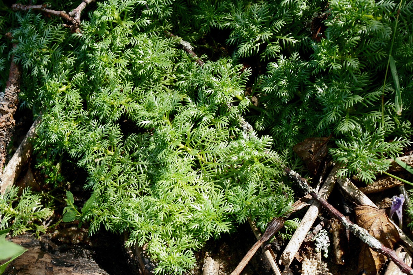 Image of Hottonia palustris specimen.