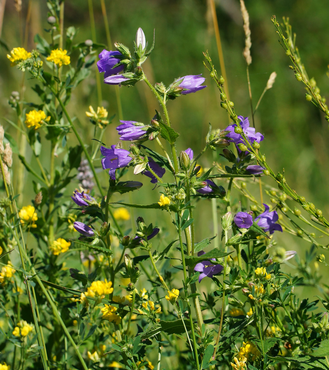 Изображение особи Campanula trachelium.