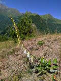 Campanula alliariifolia. Цветущее растение. Республика Северная Осетия-Алания, Алагирский р-н, южная окраина пос. Верхний Згид, Большой Кавказ, ≈ 1950 м н.у.м., обочина грунтовой дороги. 02.07.2021.