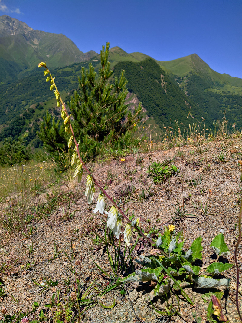 Image of Campanula alliariifolia specimen.