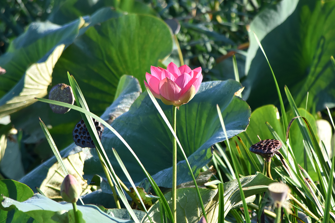 Изображение особи Nelumbo caspica.