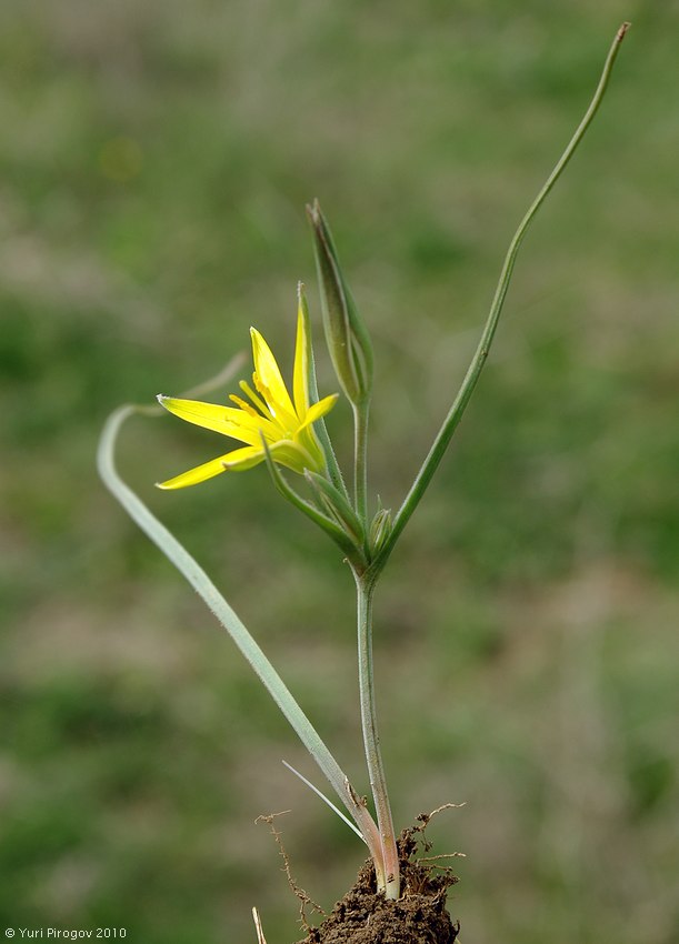 Image of Gagea germainae specimen.