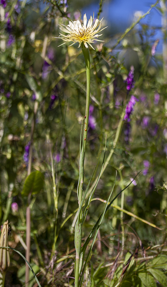 Image of Tragopogon dubius specimen.