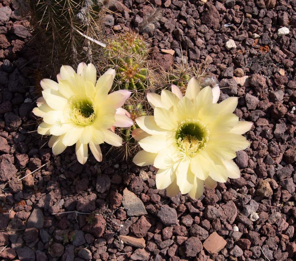 Image of genus Echinopsis specimen.