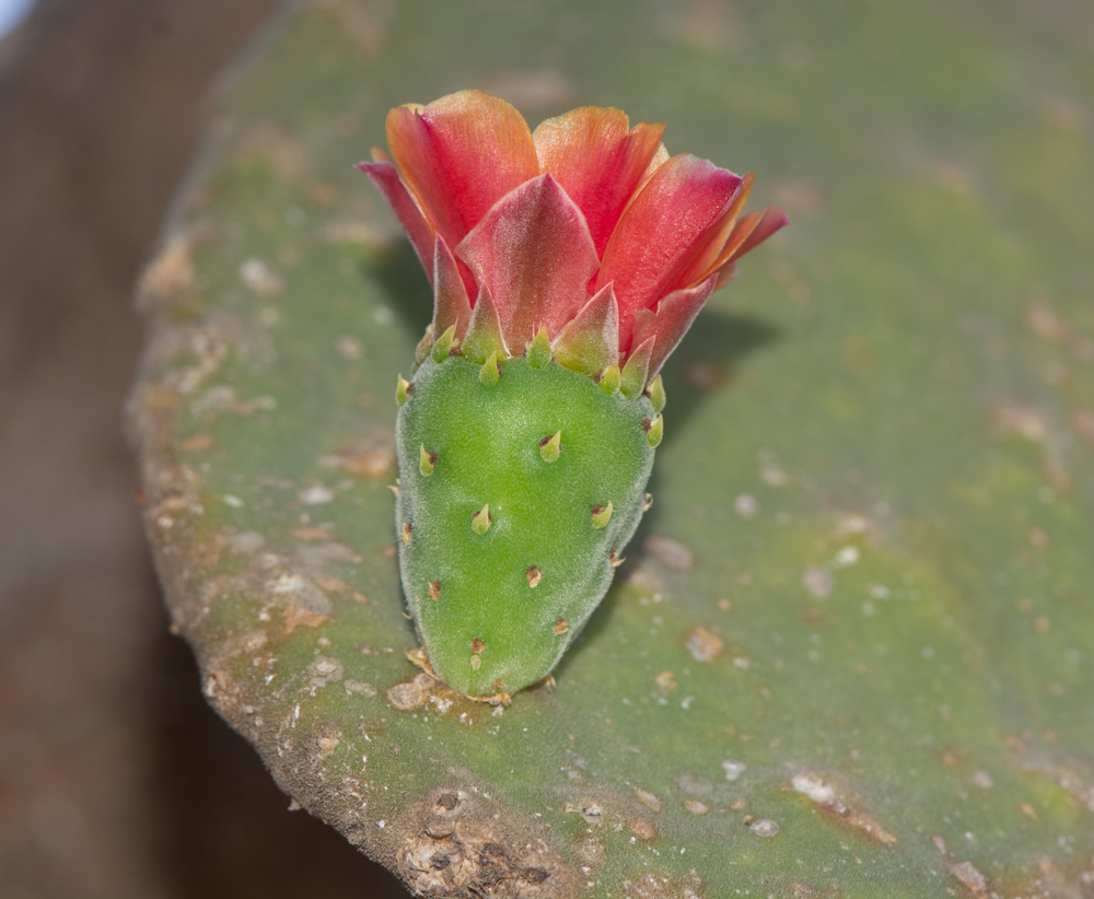 Image of Opuntia tomentosa specimen.