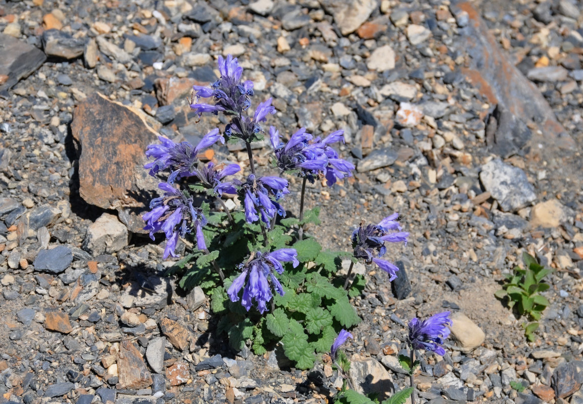 Изображение особи Dracocephalum imberbe.