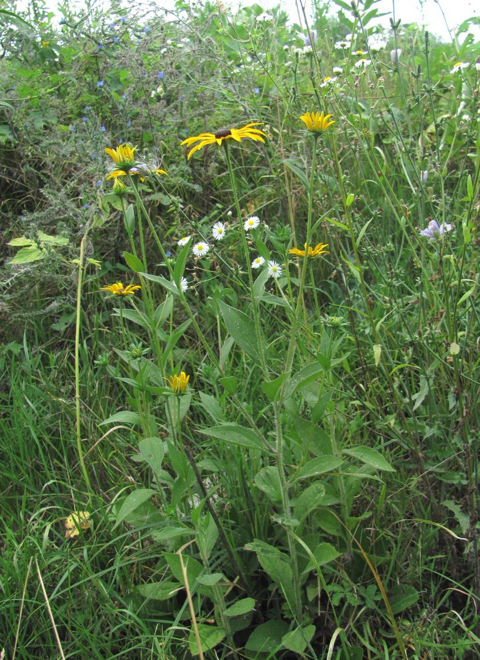 Изображение особи Rudbeckia hirta.