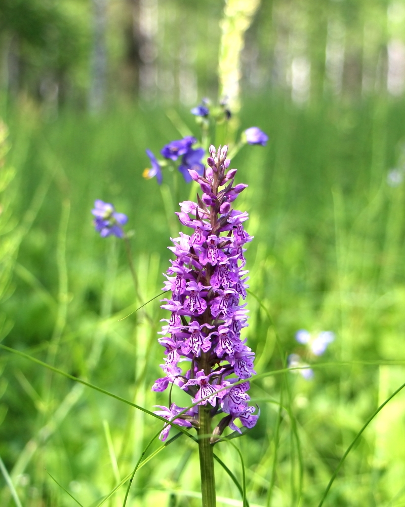 Изображение особи род Dactylorhiza.