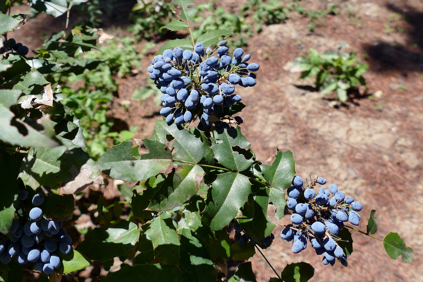 Image of Mahonia aquifolium specimen.