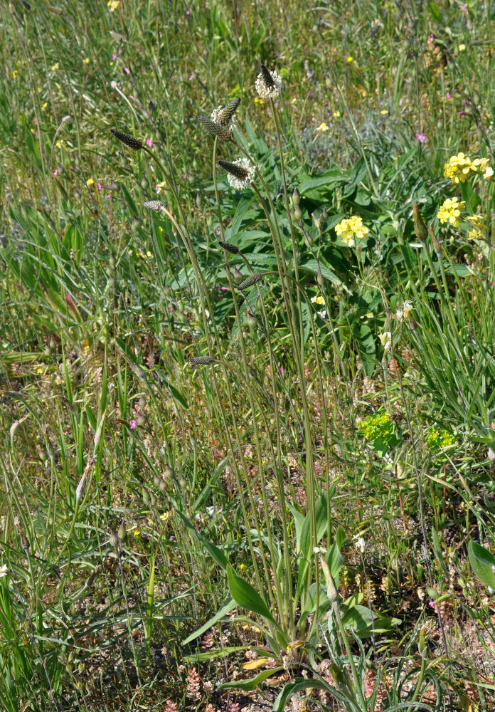 Изображение особи Plantago lanceolata.