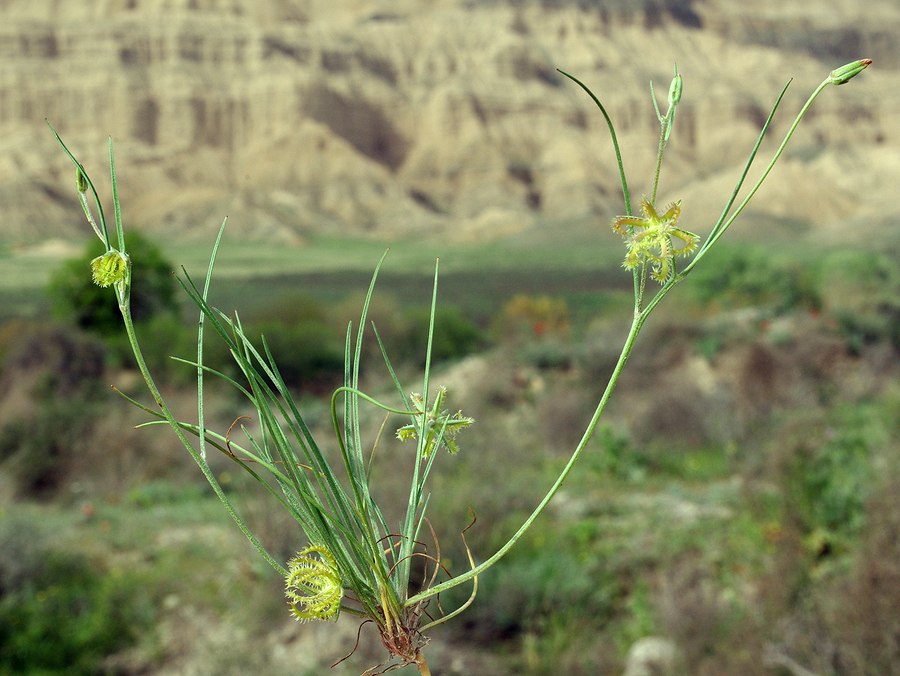 Image of Koelpinia linearis specimen.
