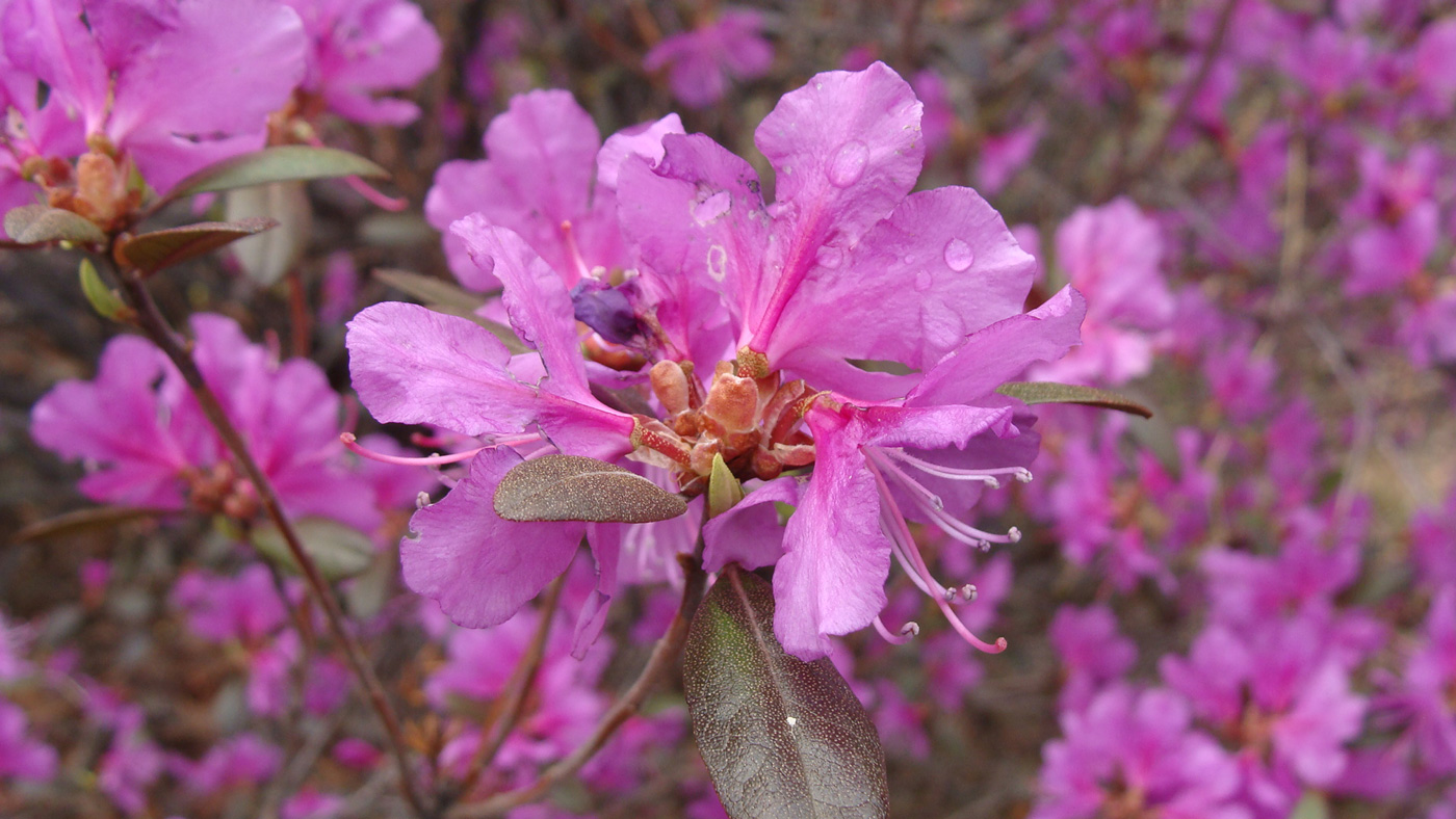 Изображение особи Rhododendron dauricum.