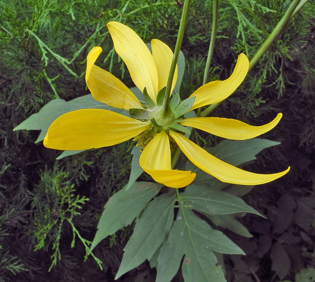 Image of Rudbeckia laciniata specimen.