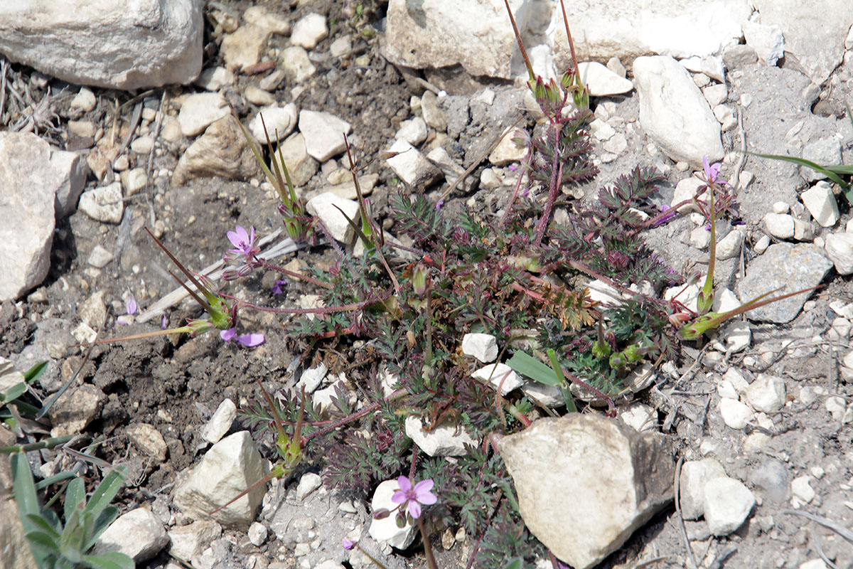 Изображение особи род Erodium.