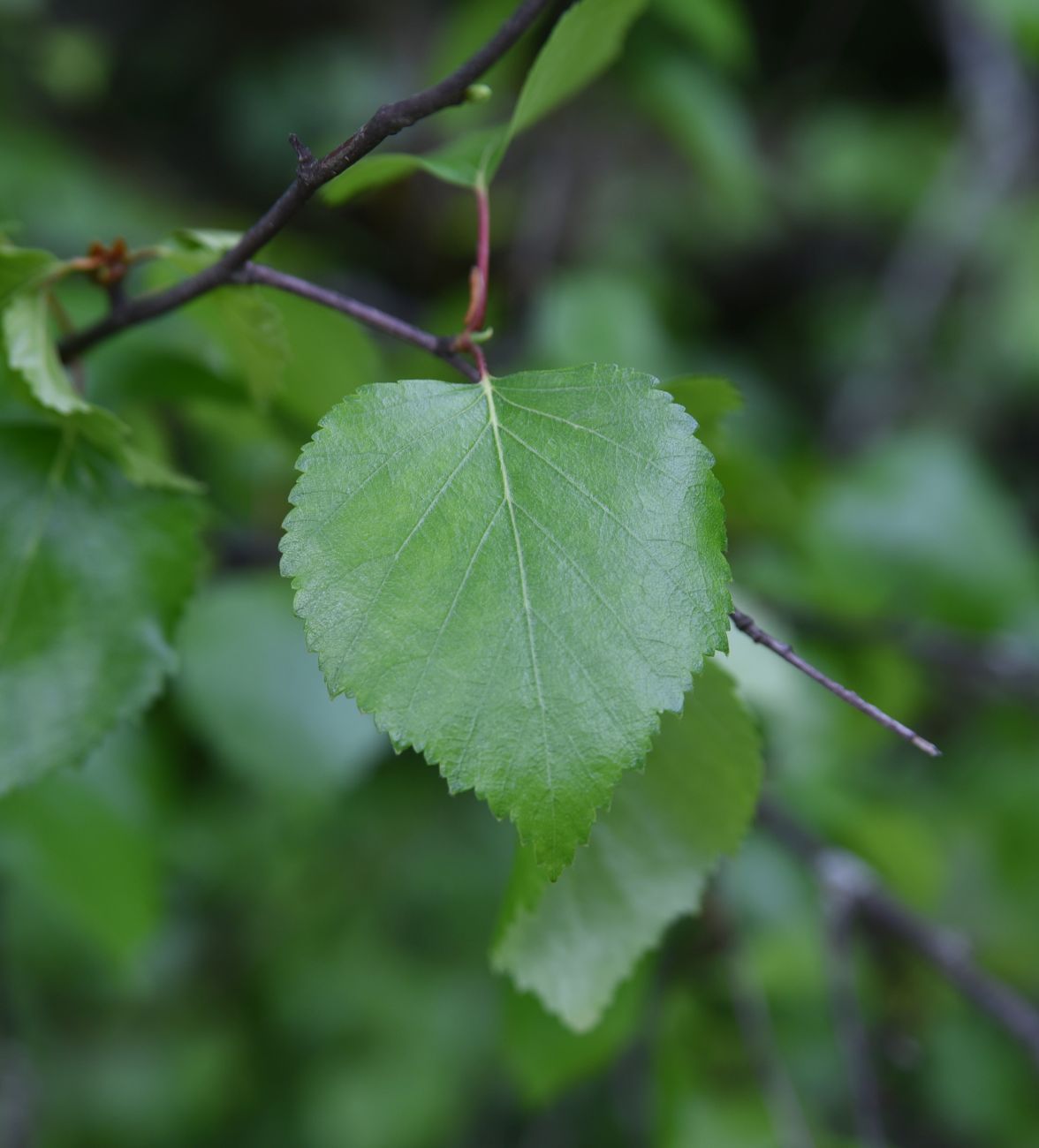 Изображение особи Betula pendula.