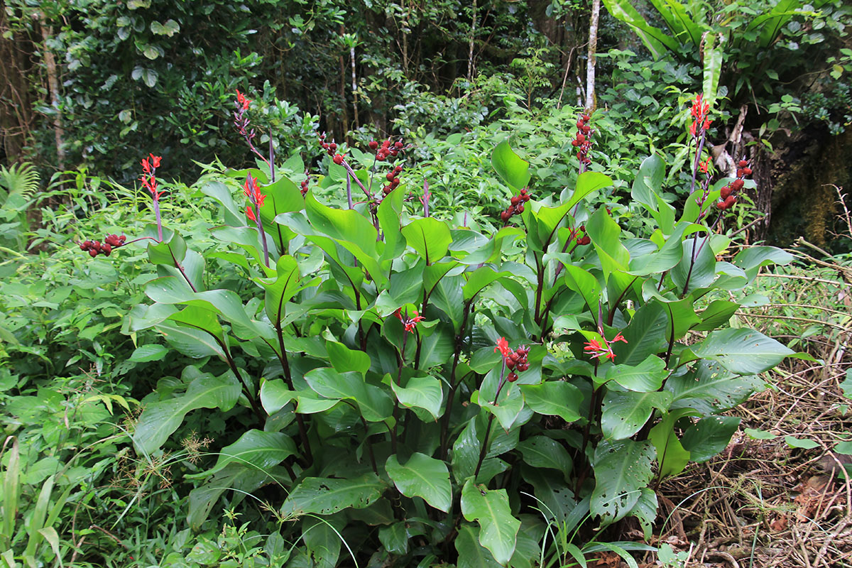 Image of genus Canna specimen.