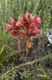 Orobanche alba подвид xanthostigma. Цветущее растение. Республика Дагестан, Гунибский р-н, окр. села Гуниб, хр. Зитила, разнотравный склон. 03.07.2022.