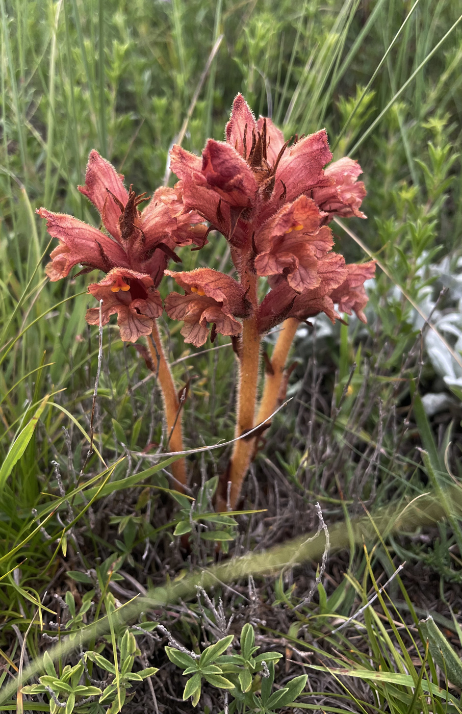 Изображение особи Orobanche alba ssp. xanthostigma.