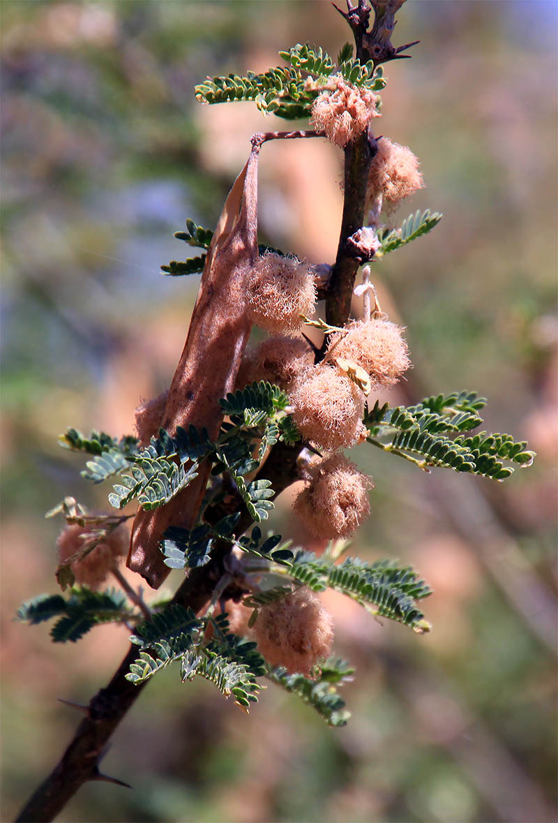 Image of familia Fabaceae specimen.