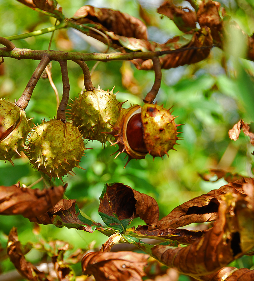 Image of Aesculus hippocastanum specimen.