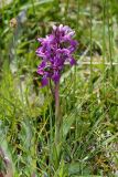 Dactylorhiza umbrosa