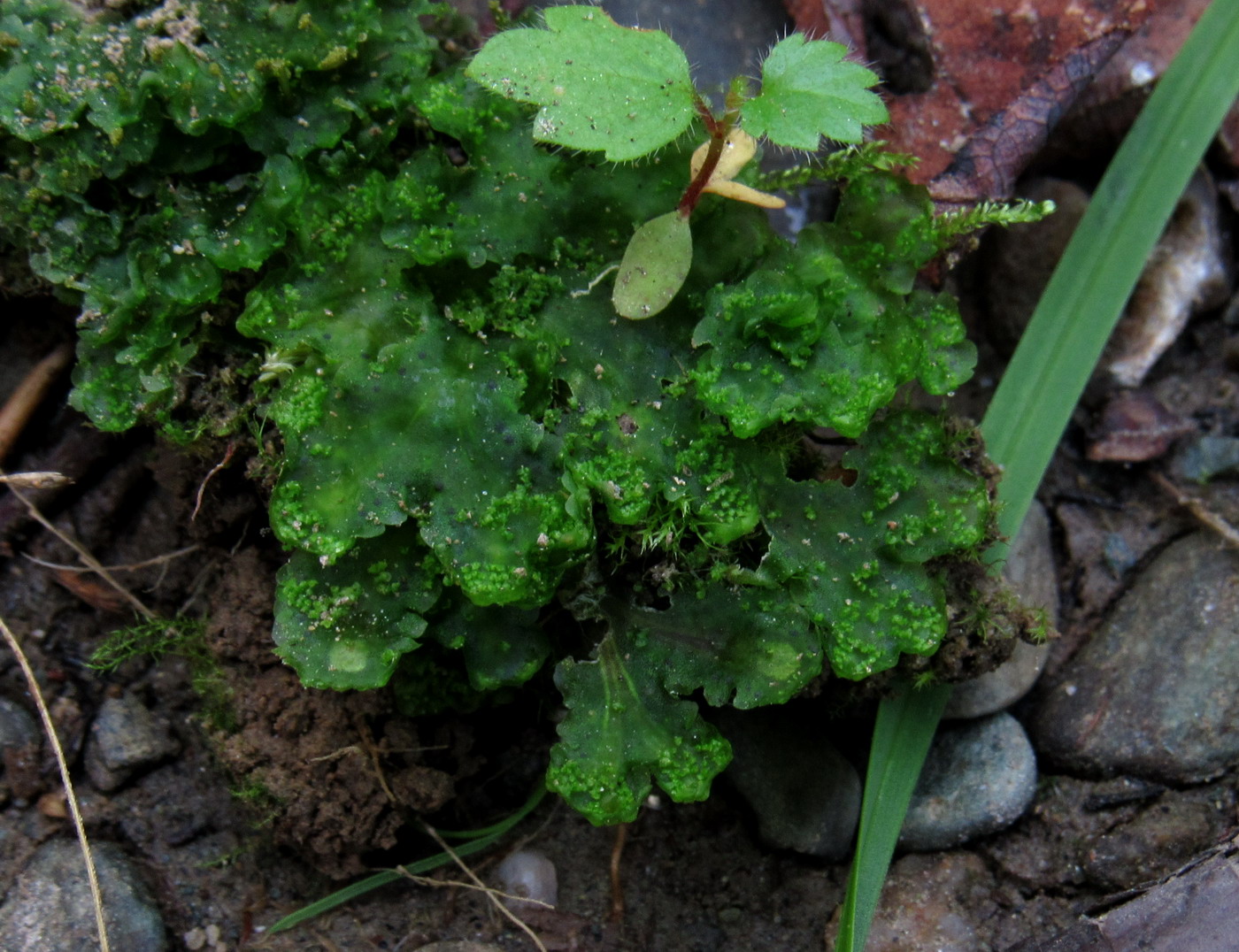 Image of Blasia pusilla specimen.