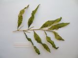 Potamogeton lucens