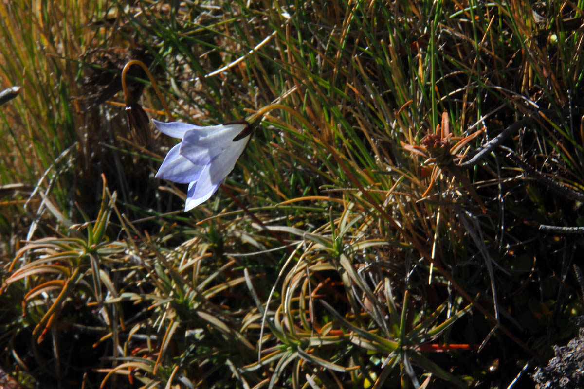 Image of familia Campanulaceae specimen.