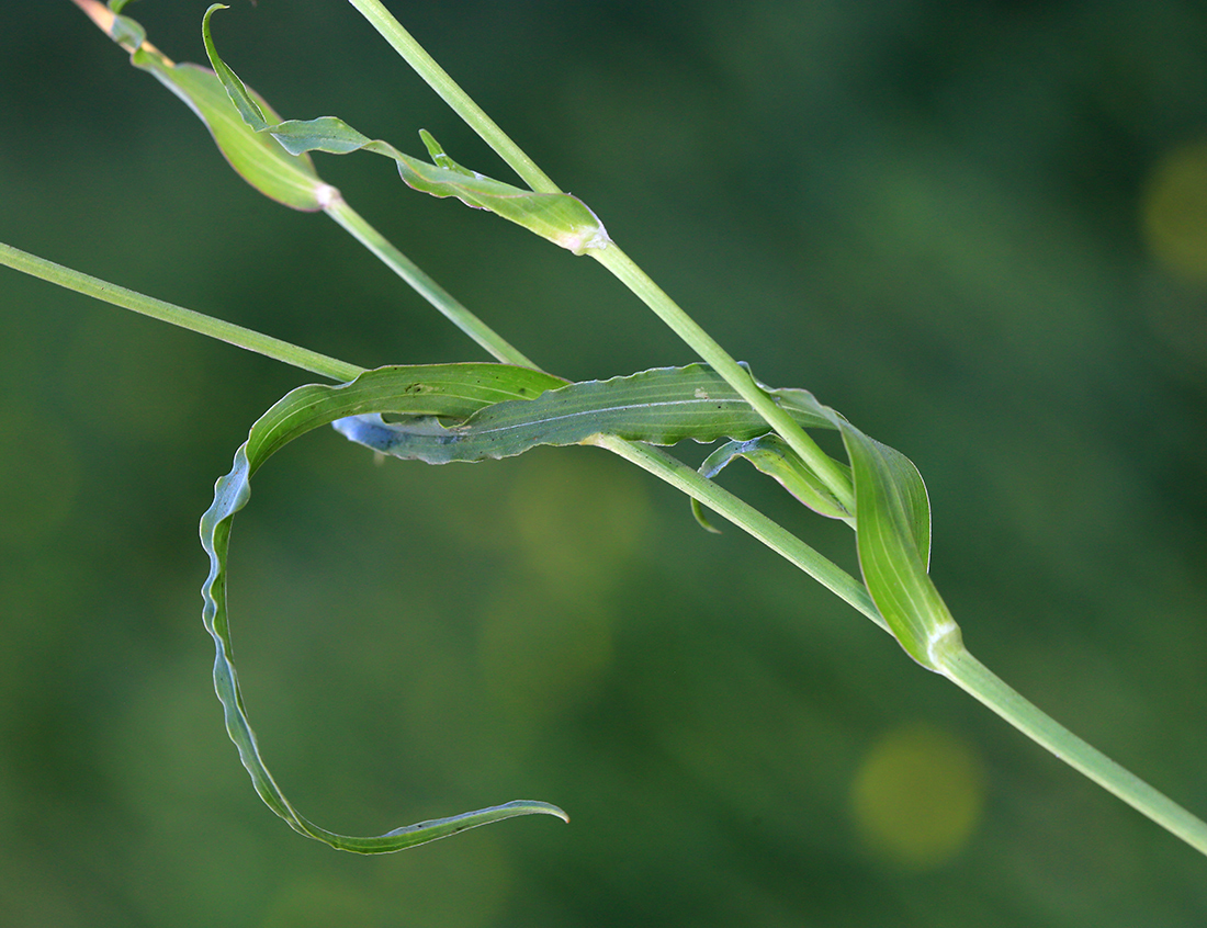 Изображение особи Tragopogon serotinus.