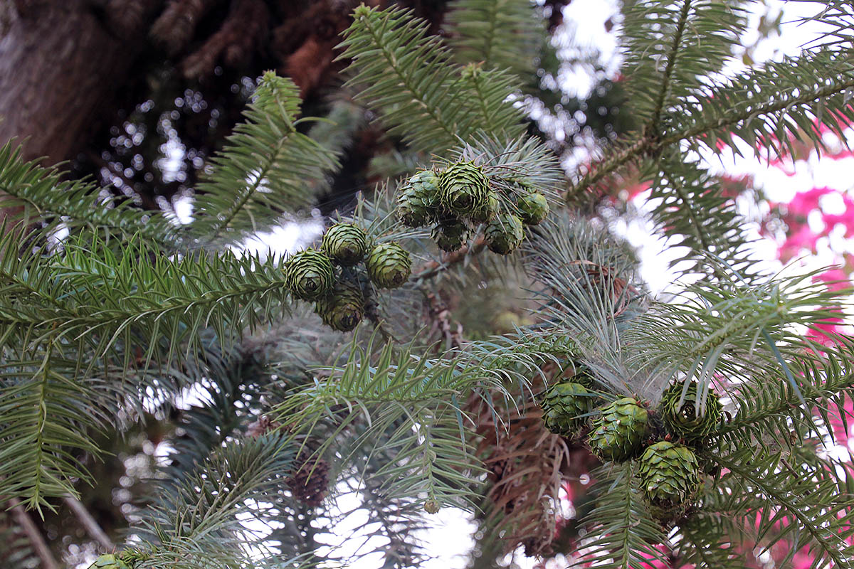 Image of Cunninghamia lanceolata specimen.