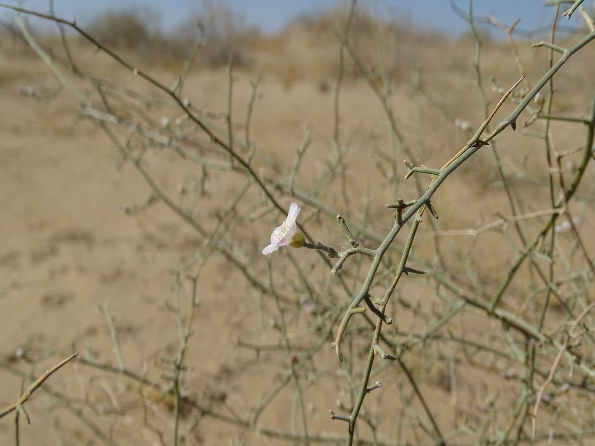 Image of Convolvulus hamadae specimen.