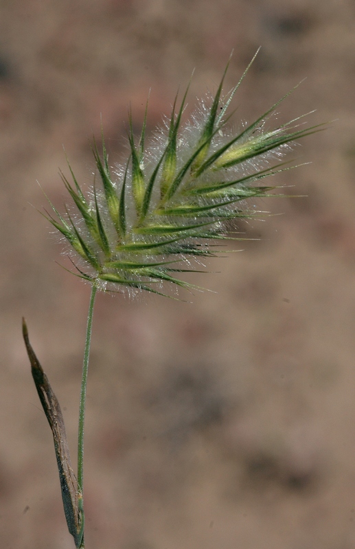 Изображение особи Eremopyrum distans.