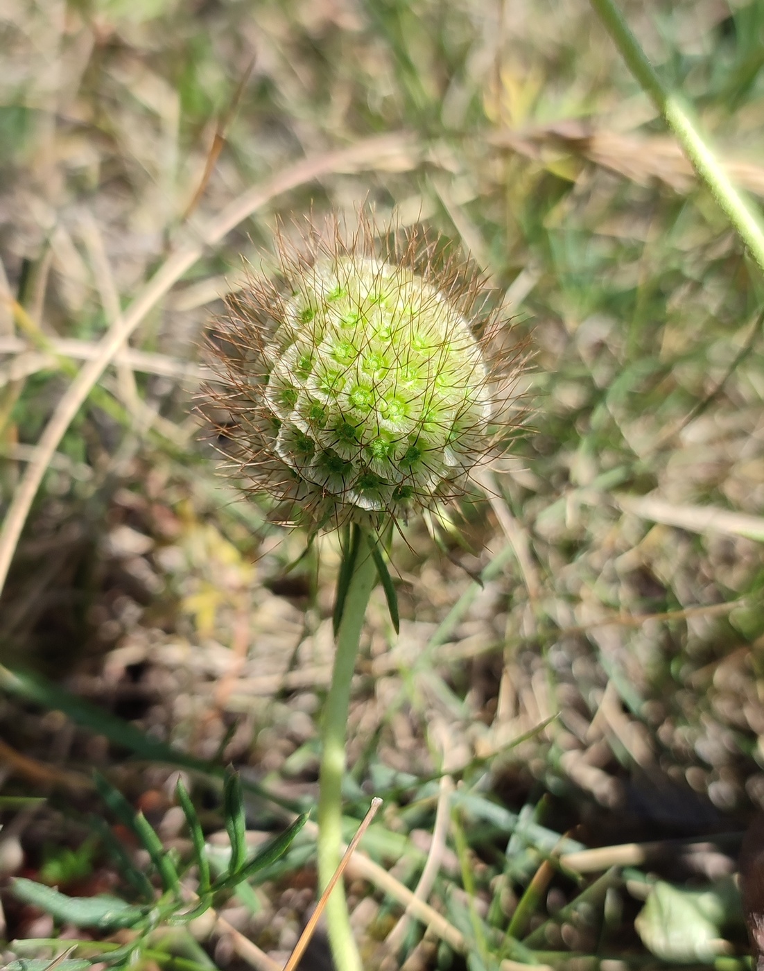 Изображение особи Scabiosa ochroleuca.