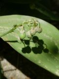 Convallaria majalis