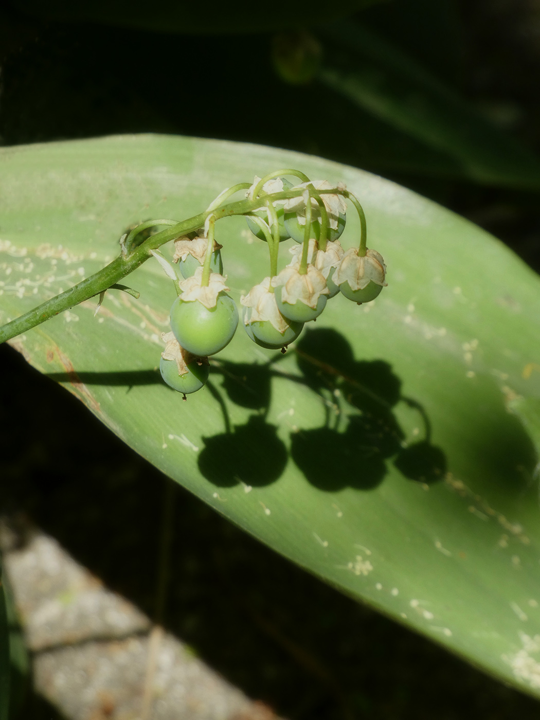 Image of Convallaria majalis specimen.