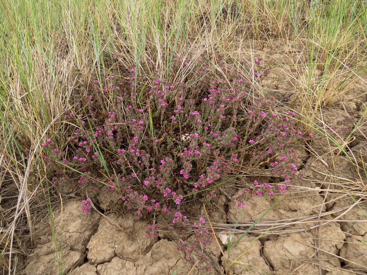 Image of Frankenia hirsuta specimen.