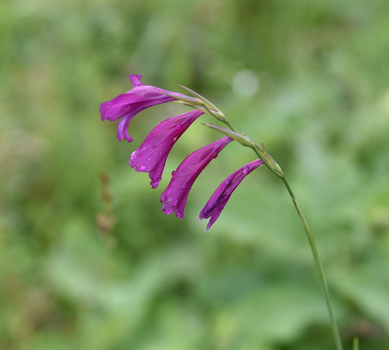 Image of Gladiolus tenuis specimen.