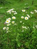 Erigeron annuus