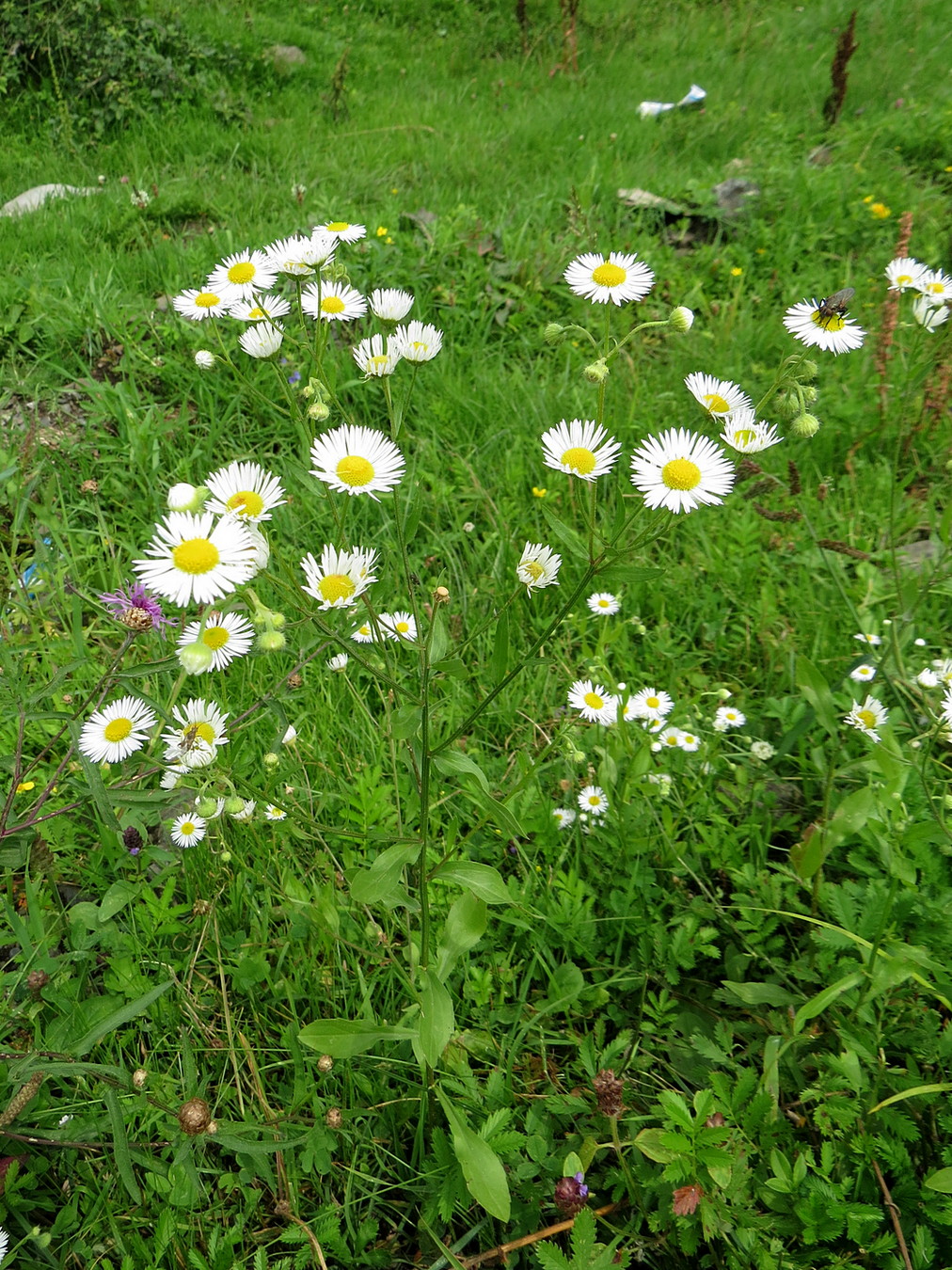 Image of Erigeron annuus specimen.